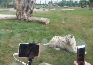 Perełka - biały tygrys