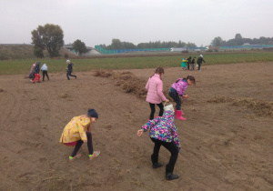 Dzieci szukają ziemniaków na polu.