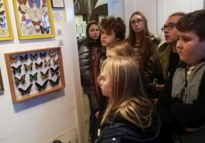 uczniowie oglądają eksponaty owadów
